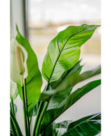 Plante artificielle Spathiphyllum blanc 85 cm