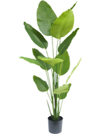 Plante artificielle Strelitzia 180 cm real touch