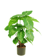 Plante artificielle Syngonium 58 cm