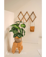 Plante artificielle Syngonium 58 cm