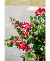 Plante artificielle de bougainvilliers Liana Fuchsia 115 cm