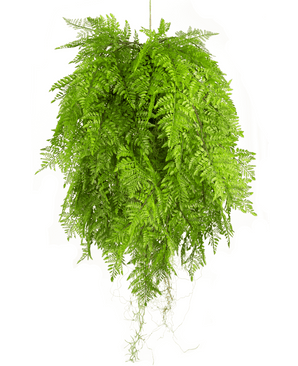 Plante artificielle tombante Fougère avec racines d80 cm avec système de suspension