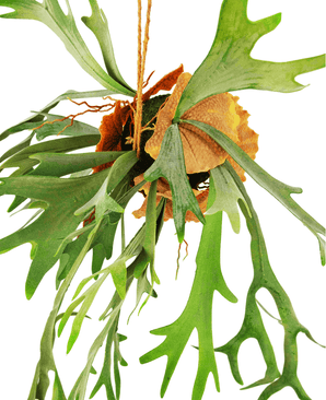 Plante artificielle tombante Staghorn sur boule 89 cm