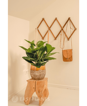 Plante de caoutchouc artificiel 51 cm