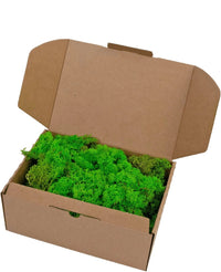 Renne Mousse Herbe Vert Lumière