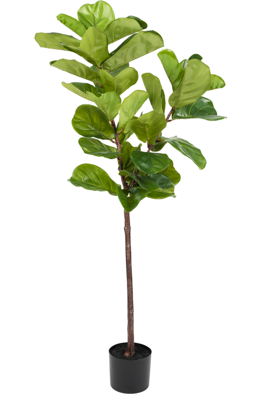 Ficus Tobacco Plant Deluxe 155 cm