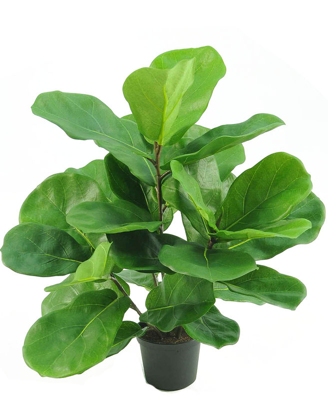 Plante de tabac Fiddle Leaf 45 cm