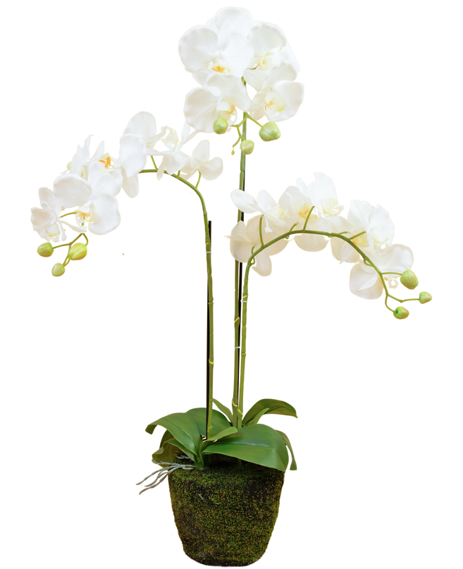 Orchidée artificielle 118 cm blanche en pot