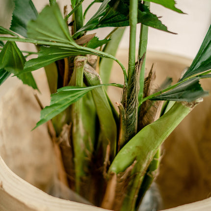 Plante artificielle Fishtail Palm 160 cm