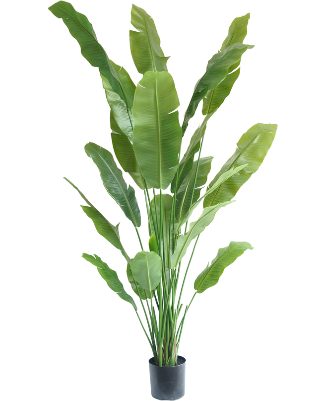 Plante artificielle Strelitzia Nicolai Deluxe 215 cm