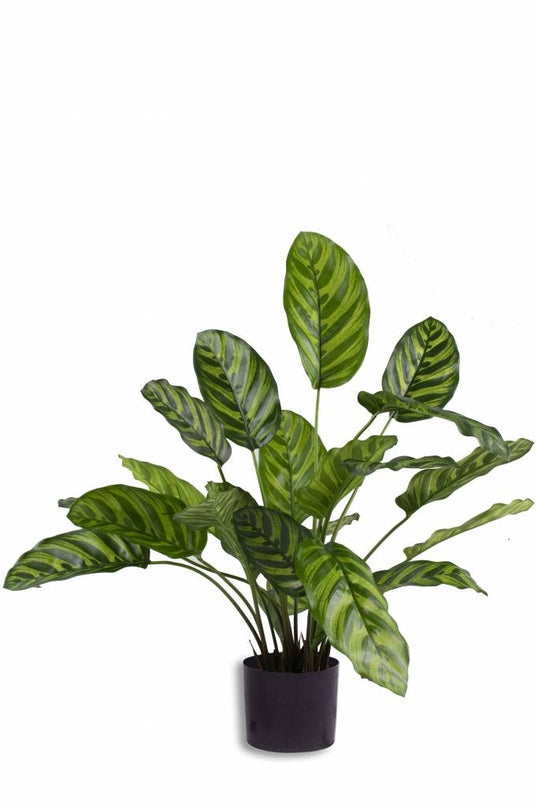 Plante artificielle Calathea Makoyana 60 cm