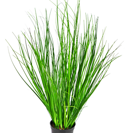 Plante de gazon artificiel Oignon 58 cm