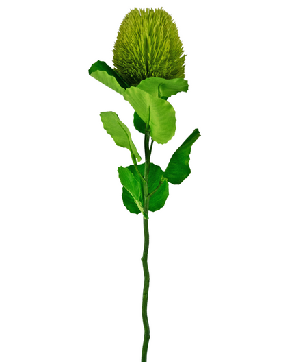 Fleur artificielle Banksia vert 59 cm