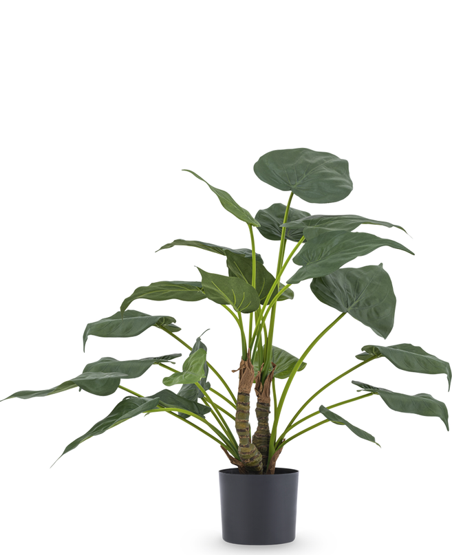 Plante artificielle Alocasia Cucullata 53 cm