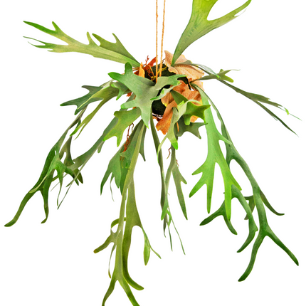 Plante artificielle tombante Staghorn sur boule 89 cm