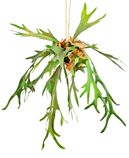 Plante artificielle suspendue Staghorn sur boule 89 cm