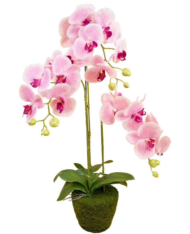 Orchidée artificielle 58 cm blanche