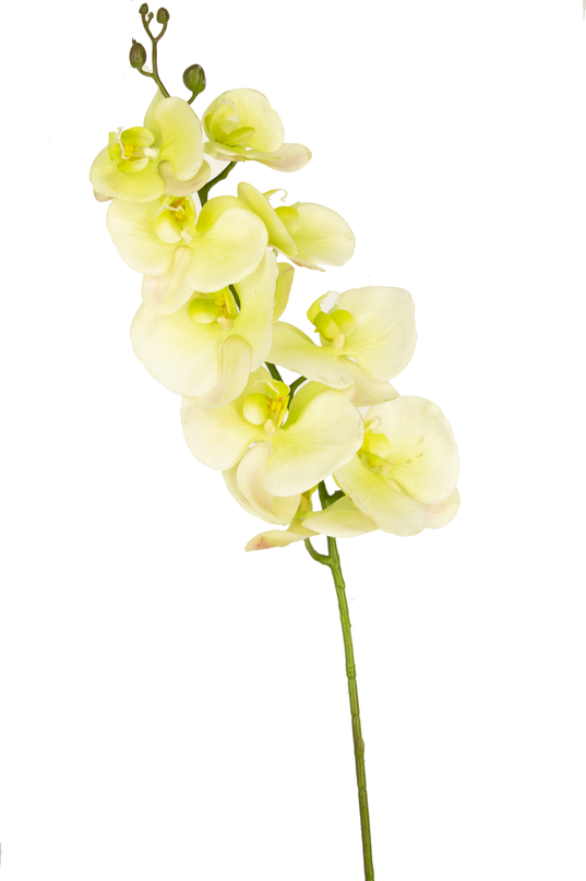 Orchidée artificielle Real Touch Deluxe 105 cm blanc/jaune