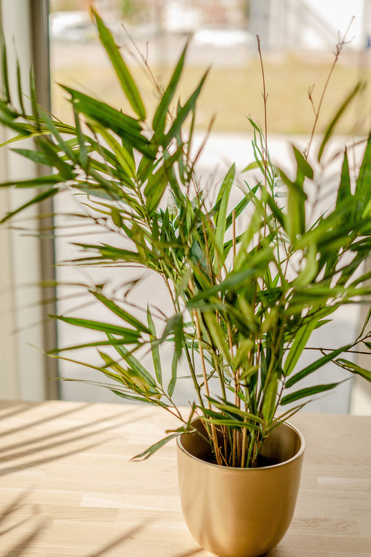 Plante artificielle Bambou Royale 70 cm