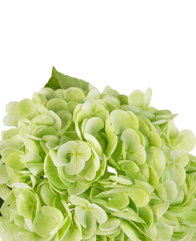 Hortensia artificiel "Annabelle" Real Touch vert 55 cm