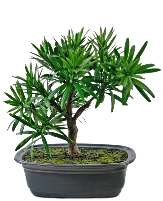 Plante artificielle Bonsai Podocarpus 20 cm