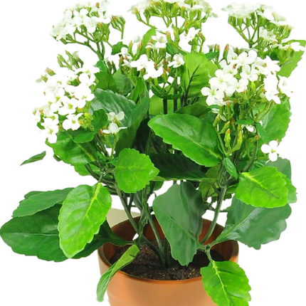 Fleur artificielle Kalanchoe plant 31 cm blanc