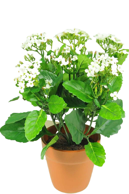Fleur artificielle Kalanchoe plant 31 cm blanc