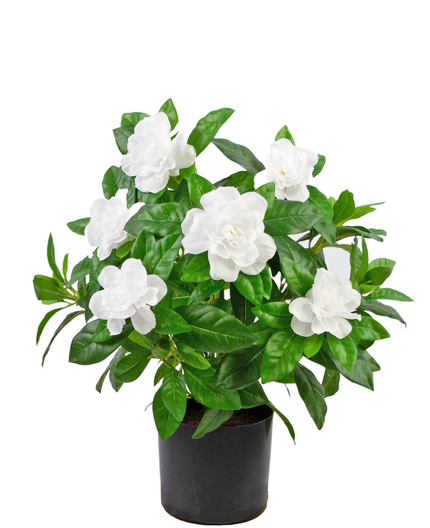 Plante artificielle Gardenia 39 cm blanc