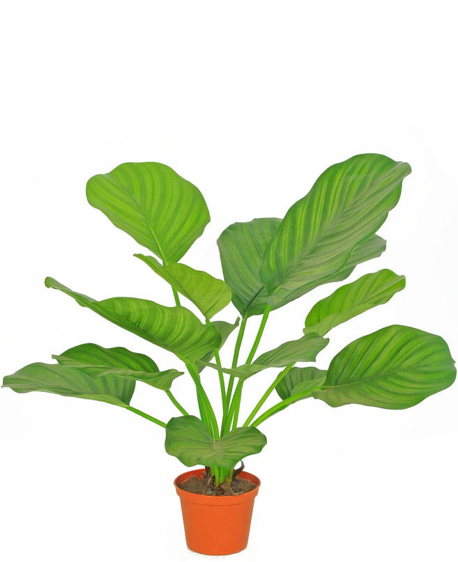 Plante artificielle Calathea 46 cm