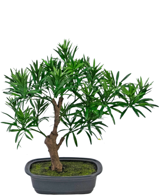 Plante artificielle Bonsai Podocarpus 30 cm