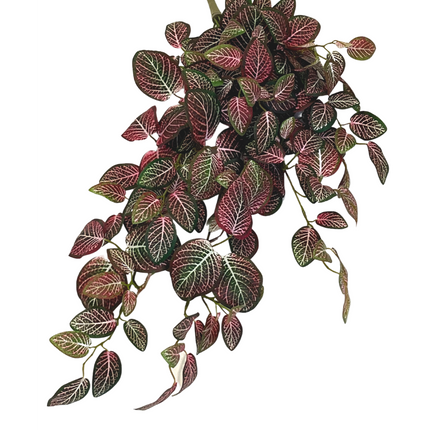 Plante artificielle à suspendre au mur Fittonia Rouge et blanc 70 cm