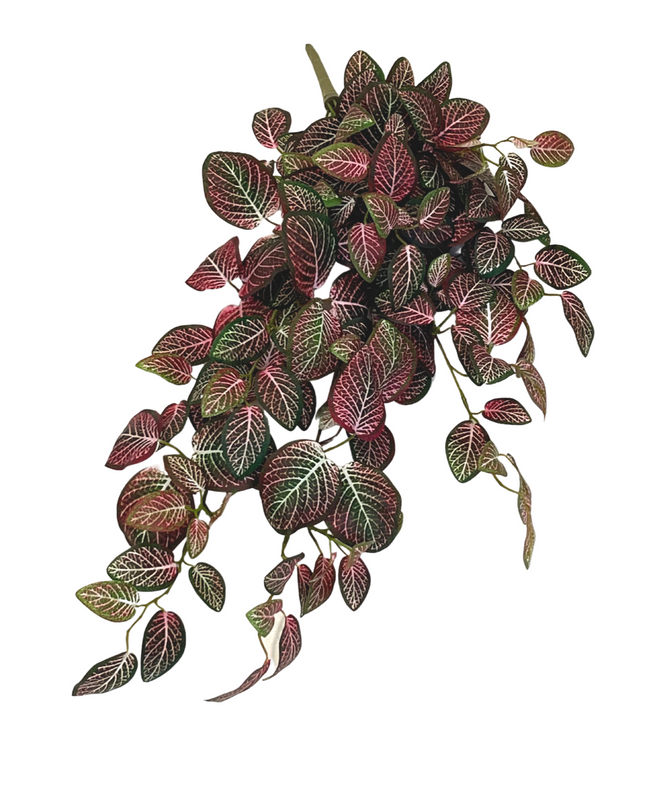 Plante artificielle à suspendre au mur Fittonia Rouge et blanc 70 cm