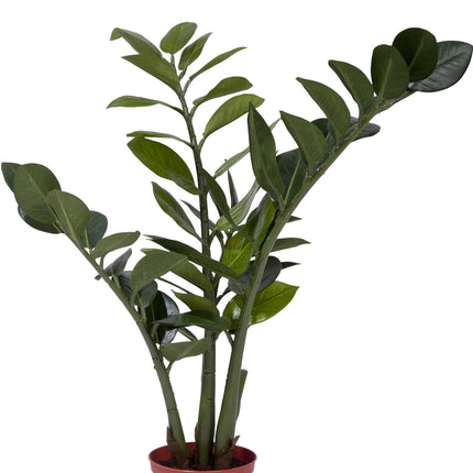 Plante artificielle Zamiocalcus 50 cm