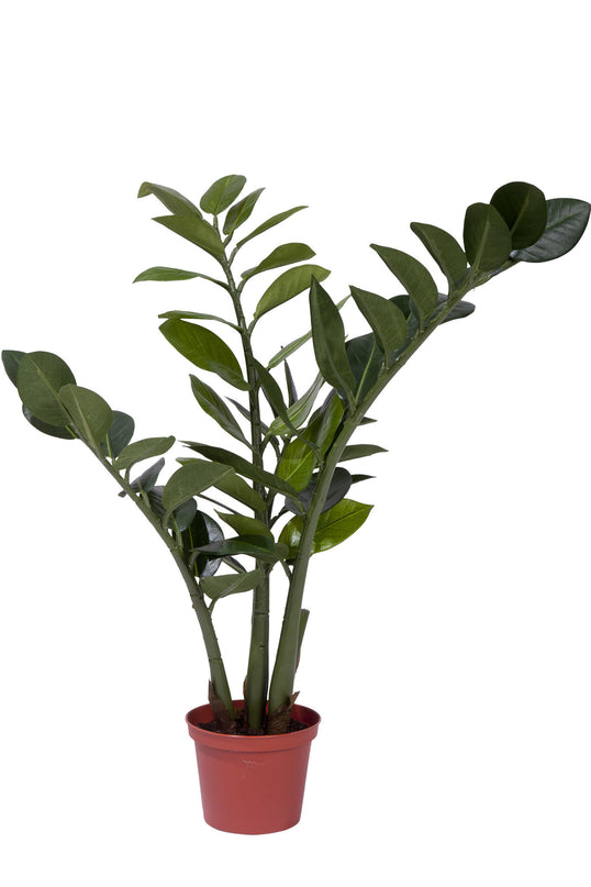 Plante artificielle Zamiocalcus 50 cm