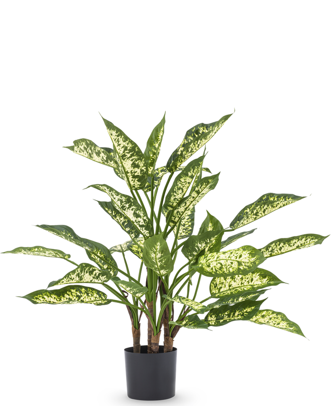 Plante artificielle Dieffenbachia 75 cm
