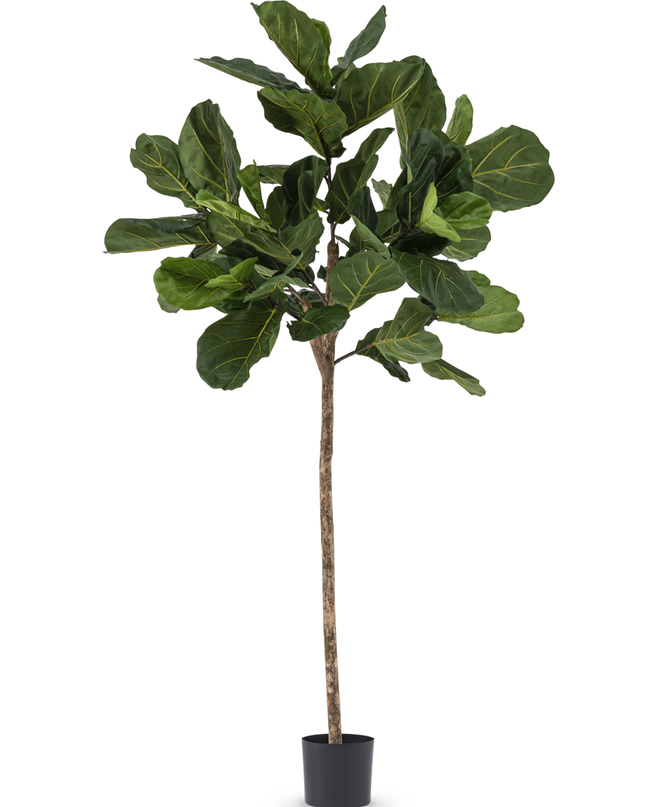 Plante de tabac artificielle Ficus Lyrate 225 cm