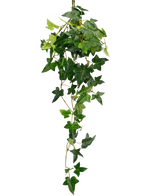 De Kunst hangplant Klimop Boston 70 cm groen heeft trapsgewijze strengen van kunstmatige klimop met groene bladeren in verschillende tinten, tegen een effen witte achtergrond.