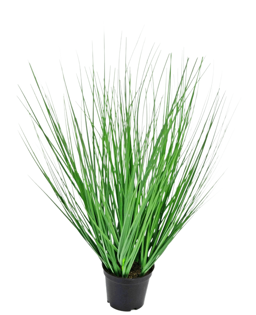 Le gazon artificiel oignon 50 cm ignifuge a de longues feuilles fines ressemblant à de l'herbe verte s'étalant vers l'extérieur à partir du centre, présentées dans un pot sur un fond blanc uni.