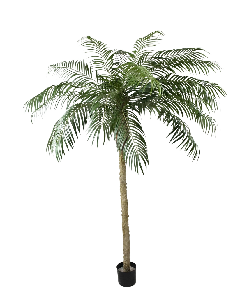 Le Palmier Artificiel Phoenix De Luxe 250 cm possède un tronc structuré et de longues feuilles vertes courbées dans un petit pot noir, sur un fond blanc uni.