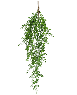 Een enkele Kunst hangplant Senecio van 76 cm lang heeft groene takken met trosjes kleine ronde blaadjes tegen een witte achtergrond.