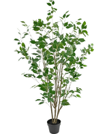 De Kunstplant Ficus 150 cm heeft meerdere slanke bruine stengels en weelderige groene bladeren in een compacte zwarte pot, waardoor een hoge kunstplant ontstaat die ideaal is voor elke ruimte.