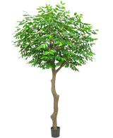 De Kunst Koffieboom 300 cm is een hoge kunstboom met een bruine stam en weelderige groene bladeren, in een kleine zwarte pot tegen een witte achtergrond.