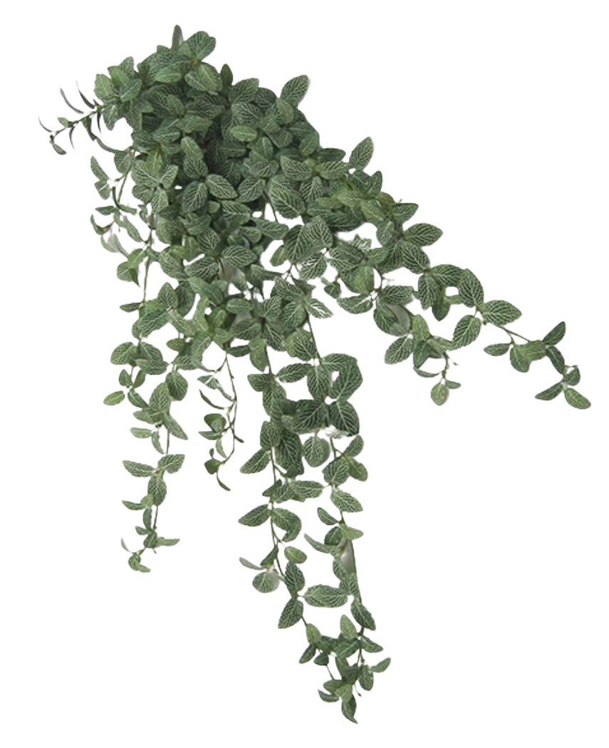 Fittonia artificielle Vert-blanc 90 cm est une plante artificielle suspendue avec de petites feuilles vertes ovales et des veines blanches, qui cascadent élégamment sur un fond blanc uni.