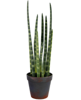 Le Sansevieria Cylindrica artificiel 43 cm est une plante serpent en pot avec de hautes feuilles vertes dressées et de subtiles rayures horizontales, sur un fond blanc uni.
