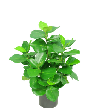 La plante artificielle Clusia 45 cm présente des feuilles vertes épaisses et brillantes de forme ovale sur un fond blanc uni.