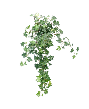 De Kunst Klimop Deluxe Groen 60cm heeft weelderige, groene, gelobde bladeren en elegante ranken, tegen een effen witte achtergrond.