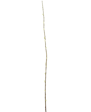 De Kunstbloem Salix wilg 150 cm is een slanke bruine kunsttak met kleine knoppen over de lengte, tegen een effen witte achtergrond.