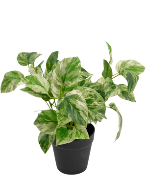De Kunstplant Gouden Wijnstok in Pot 25cm heeft groen en wit bonte bladeren in een eenvoudige zwarte pot, tegen een witte achtergrond.