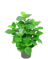 La plante artificielle Clusia 45 cm possède des feuilles vertes épaisses et brillantes de forme ovale sur un fond blanc uni.