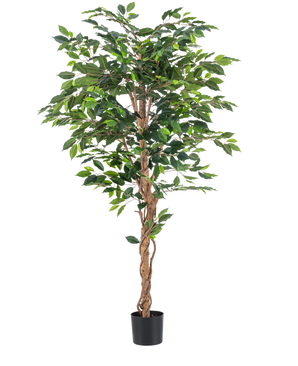 La plante artificielle Ficus Green 180 cm a des feuilles vertes luxuriantes et une tige brune torsadée dans un simple pot noir sur fond blanc - idéale à combiner avec des pots décoratifs élégants.